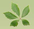 5-Leaf Ivy Logo